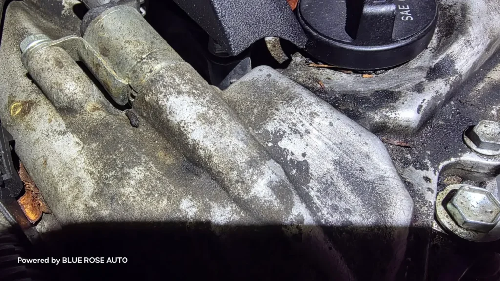 car mold removal services