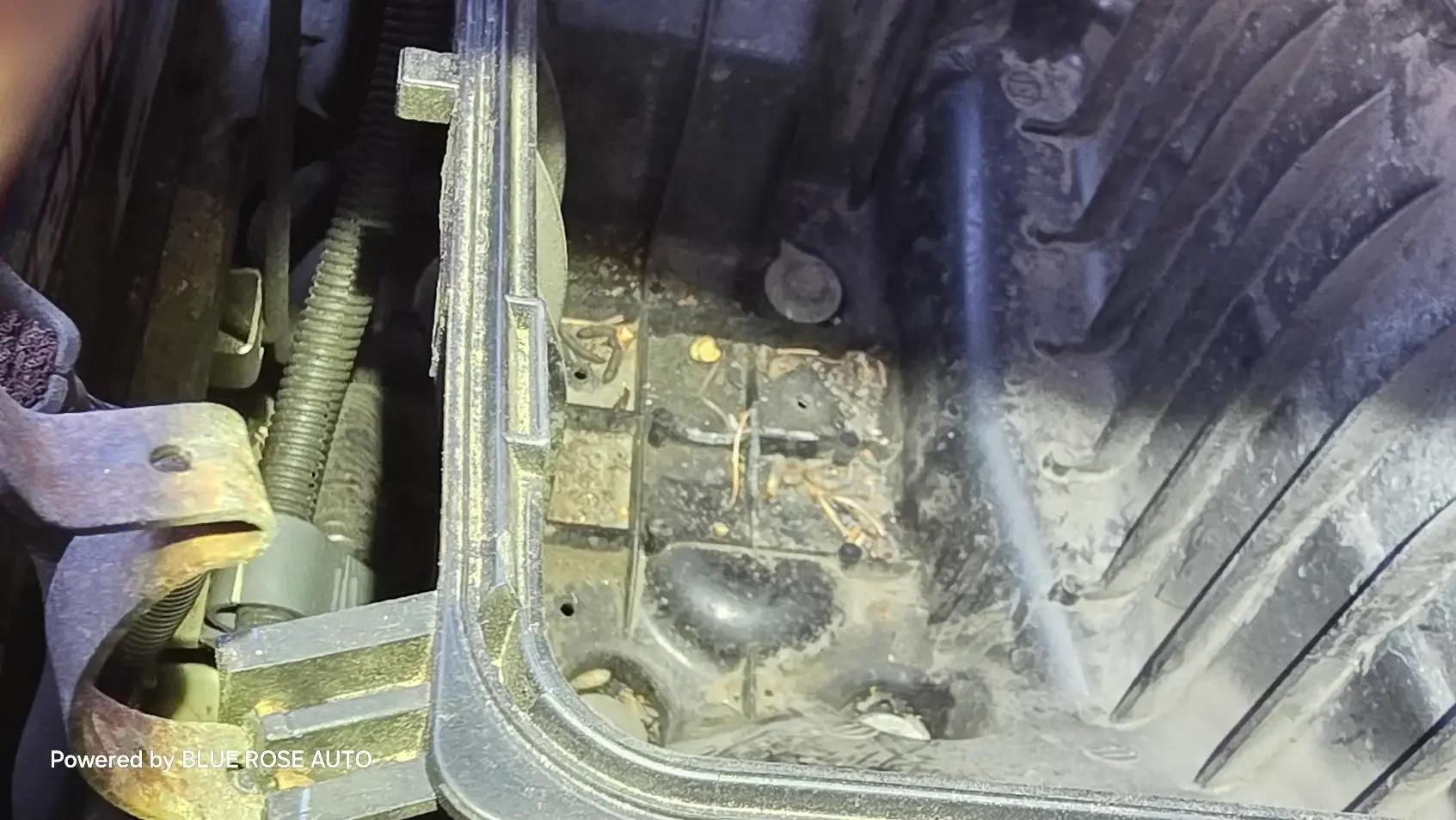 rodents eating car wires