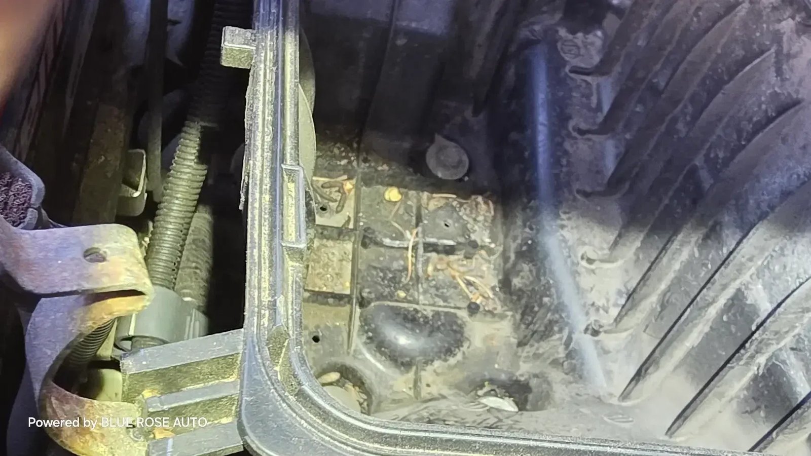 Engine bay diagnosis at the Blue Rose Auto shop in Springfield, Oregon
